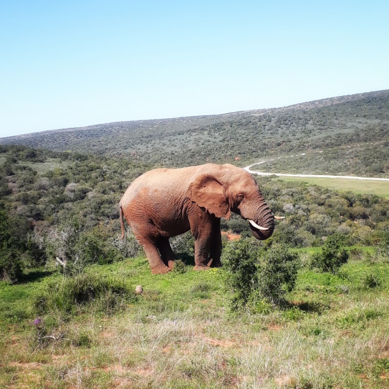 Elephant at Addo
