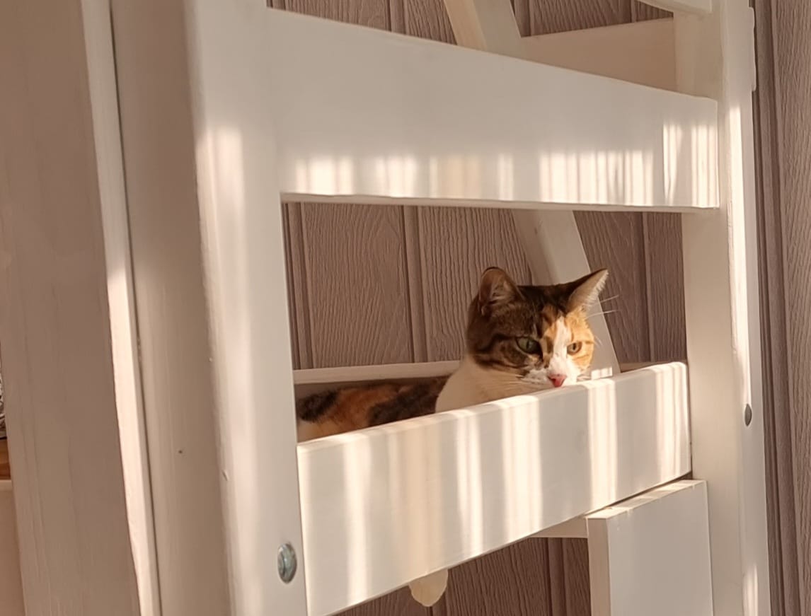 cat hotel Cape Town